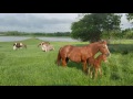 Moore Ranch / 6J Paint Horses - FOR SALE