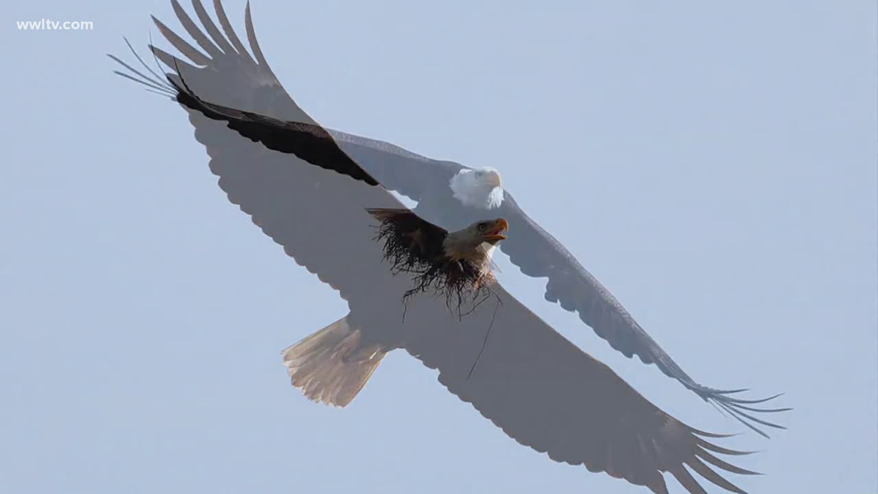 Down the street: Bald eagle sightings in Harahan