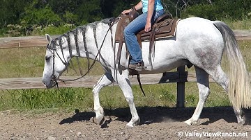 Smart Jag Time - walk, jog, lope, stops! - ValleyViewRanch.net