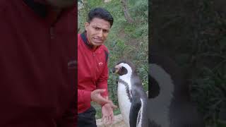 interrogate penguin  #animation #ai #animals #cartoon #penguin #statusvideo #status #whatsappstatus