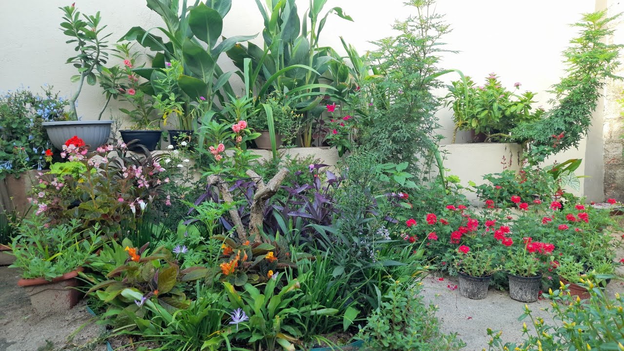 O JARDIM ESTÁ, FLORIDO ONZE HORAS DO MATO FLORECEU! #4k #jardim 