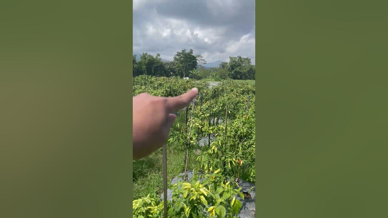 panen-1-25-kwintal-cabe-rawit-kaliber-youtube