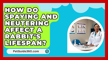 How Do Spaying and Neutering Affect a Rabbit
