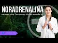 NORADRENALINA (Norepinefrina) | Para qué sirve, Funciones y Efectos 💊 NORADRENALINA Precio