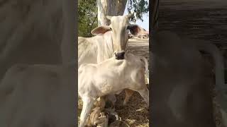 cow and baby cow show