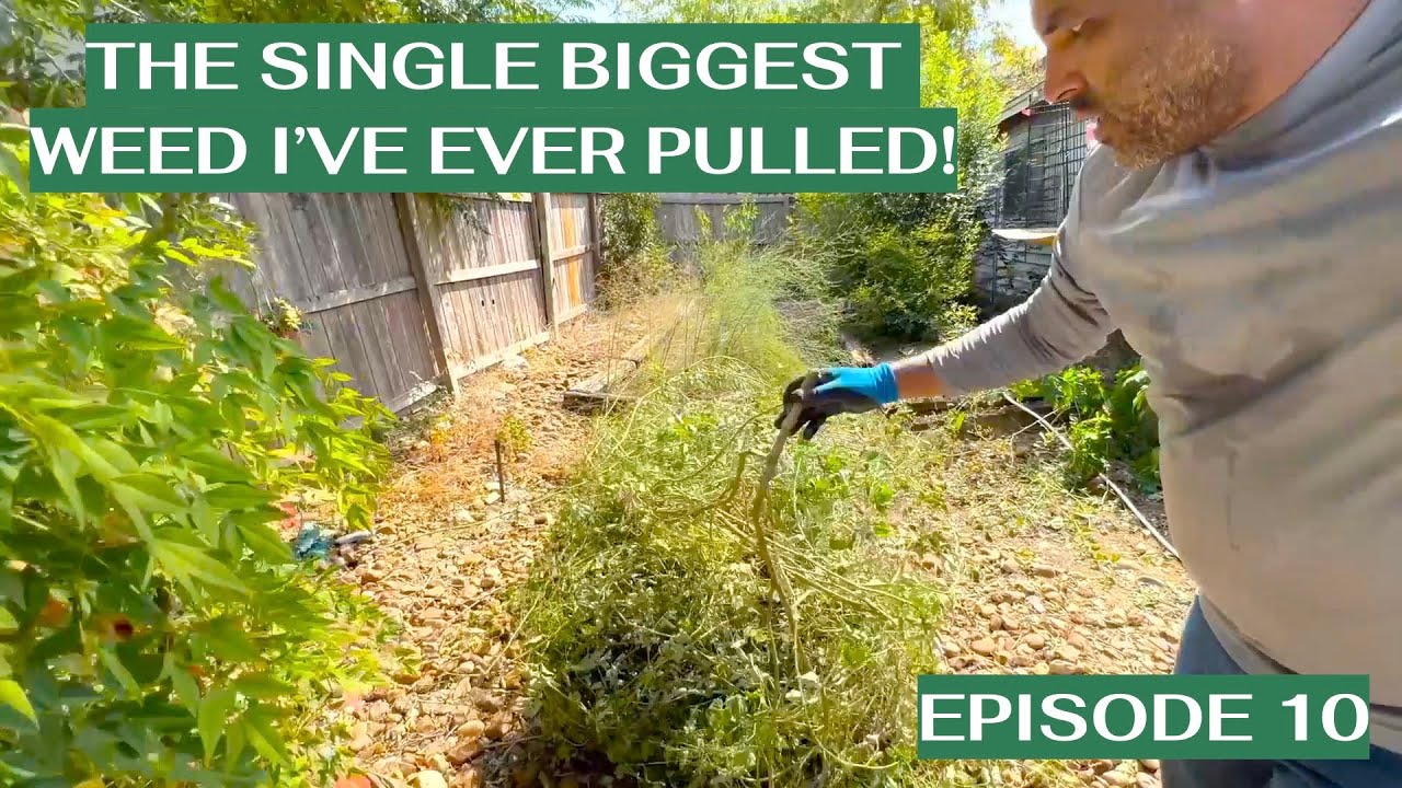 Episode 10 - The SINGLE BIGGEST WEED I’ve ever pulled!