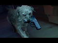 Dog Wick Is Like John Wick But About The Dog