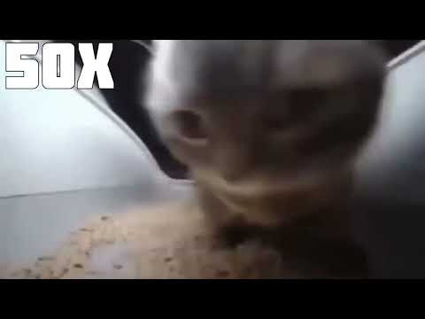 Chipi chipi chapa chapa cat 999X Speed
