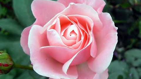 Acker Bilk - La Vie en Rose.wmv