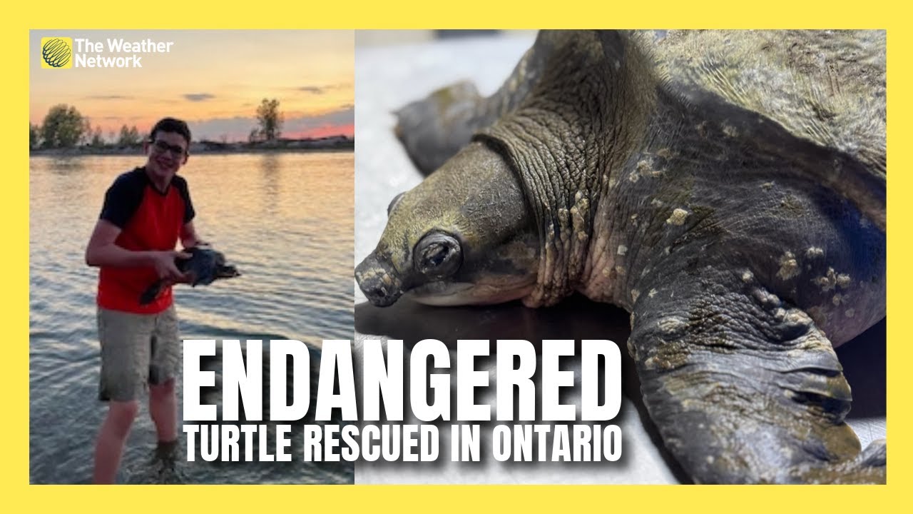 Endangered Tropical Turtle Found in Ontario River - YouTube