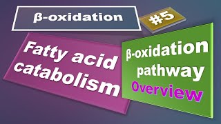 Beta oxidation overview: Fatty acid oxidation: Part 5