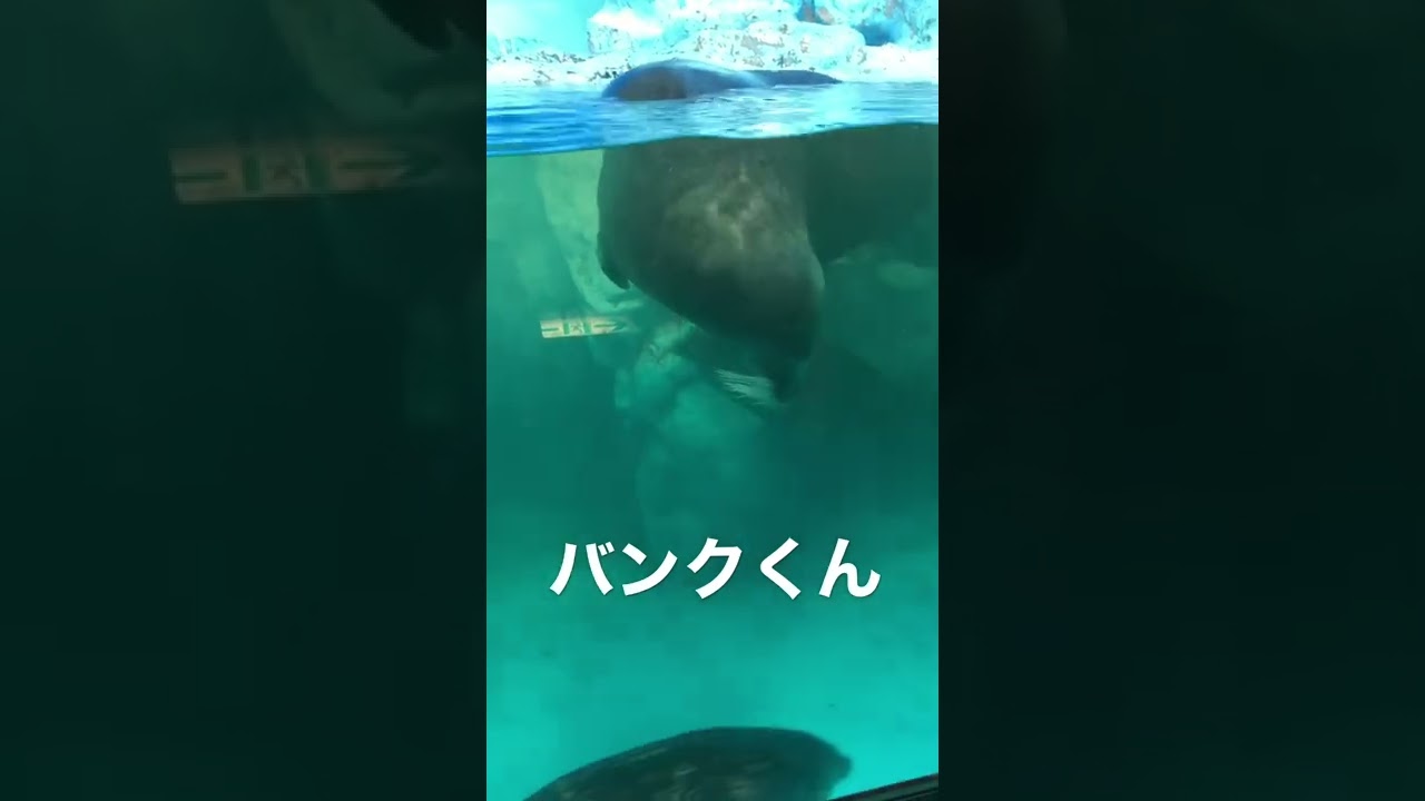 Shorts アゴヒゲアザラシのバンクくん 鴨川シーワールド Youtube