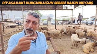3 Temmuz 2026 Ceyhan küçükbaş hayvan pazarı #kurbanlık #adaklık #toklu #kuzu #animals #çiftlik #keçi