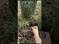 Кто догадается что это было? #мориарти #клад #кладоискатели