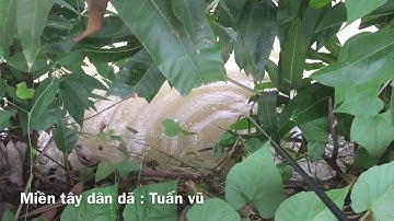 Câu cá lóc bằng vịt- sau trời mưa cá nhạy táp quá dính liền 2 con...