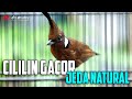 MASTERAN CILILIN GACOR JEDA NATURAL AUDIO BERSIH REAL VIDEO