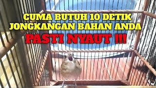 CUMA BUTUH 10 DETIK JONGKANGAN BAHAN PASTI NYAUT mendengar jongkangan gacor ini