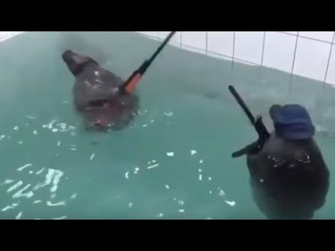 seals-with-guns???-clean-try-not-to-laugh-[part-2]