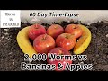 2000 red wigglers eating bananas and apples  60 day time lapse fast playback