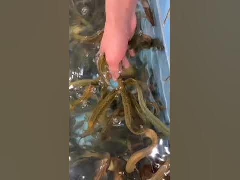 닥터피쉬 100배이상의 각질제거능력 - Youtube