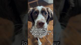 Jobs that Springer Spaniel would be good at  Part 8 #funny #funnydogs #dog