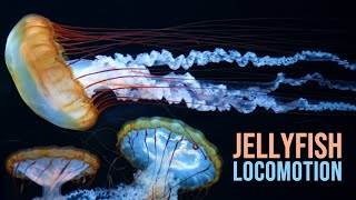 Jellyfish Locomotion by charlesleflamand 1,108 views 1 year ago 4 minutes
