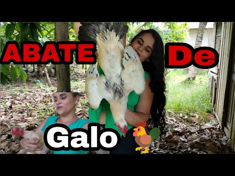 ABATE DE GALO CAIPIRA🐓//GALO GRANDE//#ABATE DE BOTA+GALINHA🐔PELEI TUDO😋