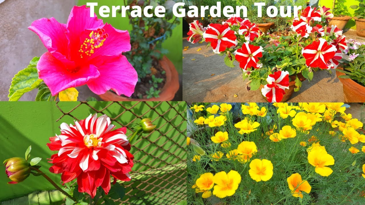 Rourkela Terrace Garden Tour Winter Gardening YouTube