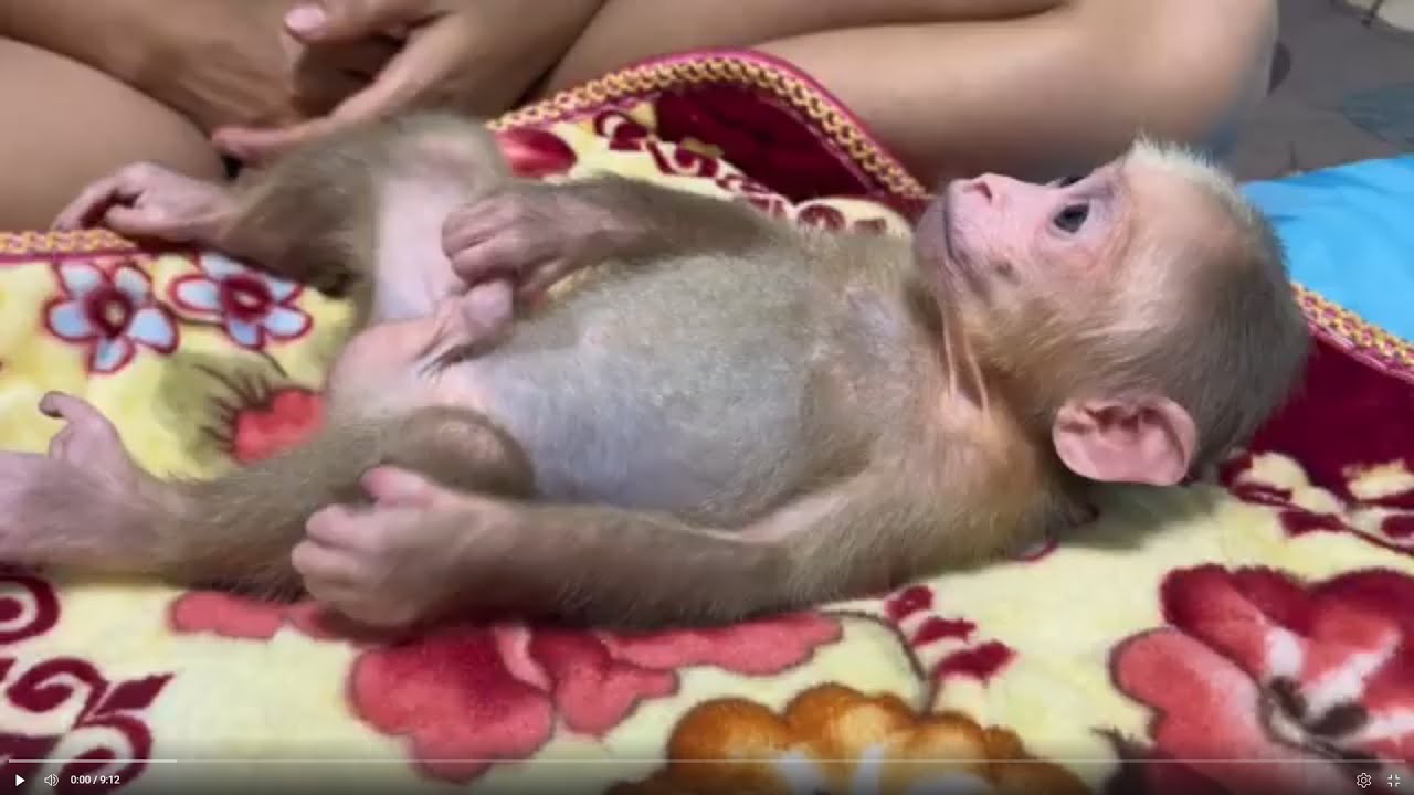 Baby monkey Miker drink milk