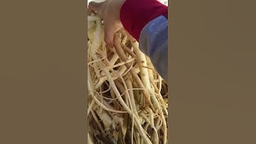 Cách ngâm rượu sâm dây ngọc linh 0976909119