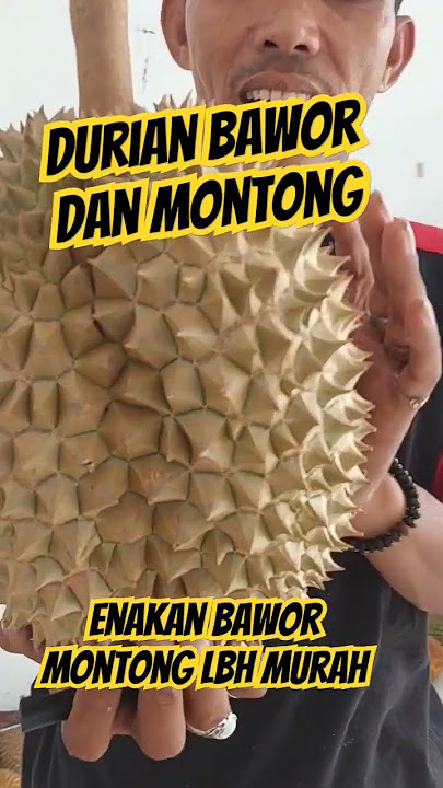 Durian Bawor vs Montong #bawor #montong #durian #murah #masgurusarkim  #depotdurian #rudisumpiuh