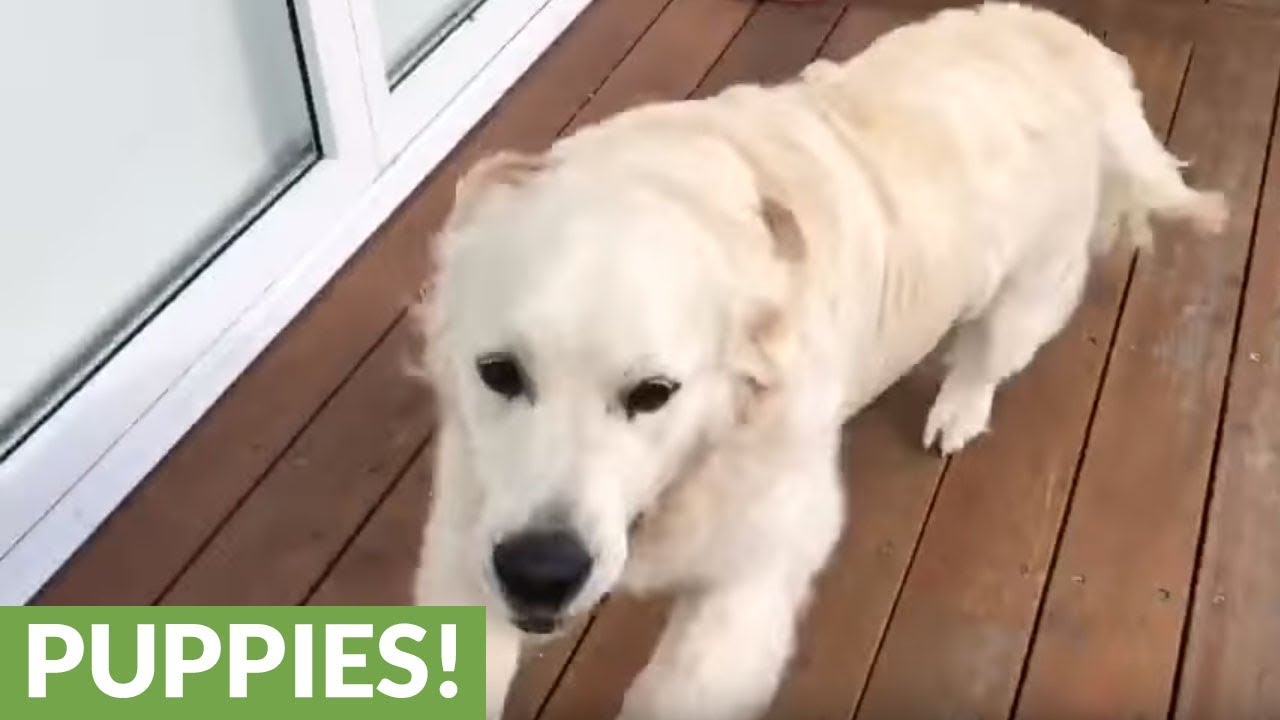 Emotional reunion between dog and owners after weeks apart - YouTube