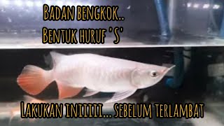 Arwana Sakit | badan Bentuk 'S' | Pengobatan arwana sakit