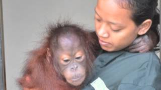 The Story of Lou the Orangutan