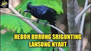 suara burung srigunting / srigunting lansung nyaut
