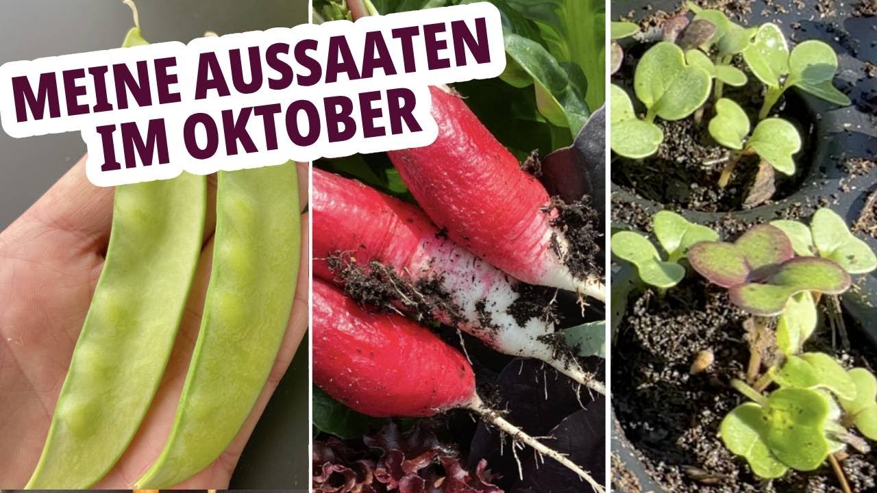 Was kann ich im Oktober noch säen und pflanzen?