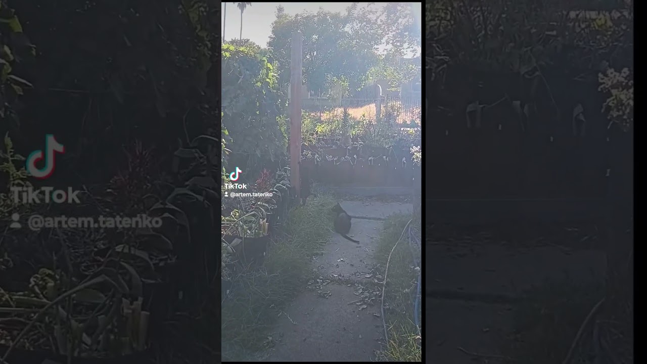 PolyCat Kitty Cat Kitten Crew With Pregnant Polydactyl Momma Climbing Post