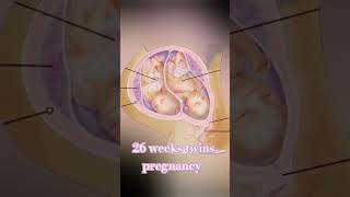 26 weeks twins pregnancy embryo 26 weeks twins pregnancy embryo
