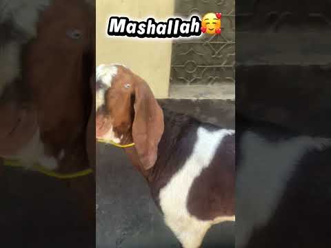 Bakra Eid Mubarak 🥰#bakraeid2026 #qurbani2026 #qurbanishorts #shorts #viral #trending
