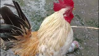 Budidaya ayam spesial peternakan ayam kampung dan ayam kate hias #ayam #fyp #ayamkampung