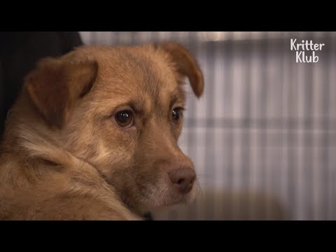 Video: USTED PUEDE AYUDAR: 146 perros rescatados en Puppy Mill Busto necesitan casas