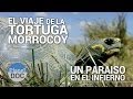 El Viaje de la Tortuga Morrocoy. Un Paraiso en el Infierno | Documental Completo - Planet Doc