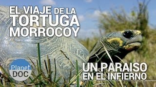 El Viaje de la Tortuga Morrocoy. Un Paraiso en el Infierno | Documental Completo  Planet Doc