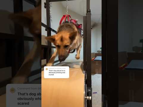 Abuse or Exhilaration ? Cheap $1000 torture treadmill for dogs