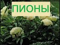 Этот цветок символ долголетия-цветок  пион  (Paeonia)