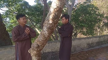 Điện cây quế núi ông cam