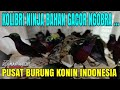 KONIN BAHAN BUNYI LANGSUNG NGOBRA !!! PUSAT NYA KONIN INDONESIA