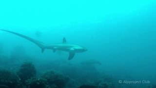 Maratua: Thresher sharks