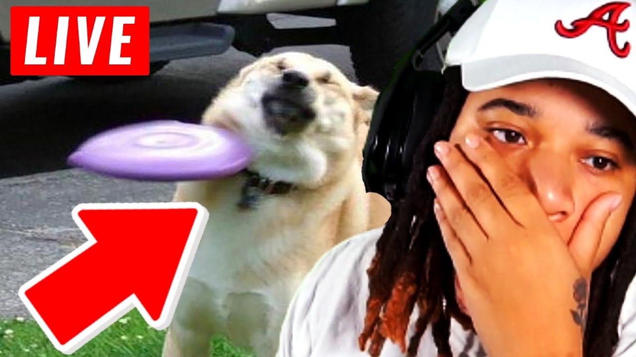 SimbaThaGod реагирует на самых смешных животных 2020 года...