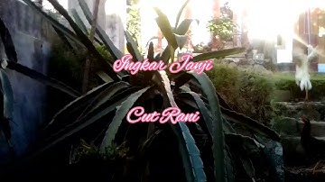 Lagu Cut Rani Auliza|| Ingkar Janji